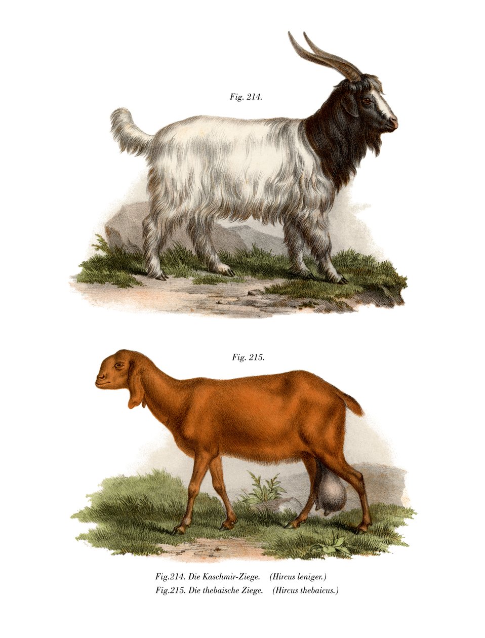 Cabra da Caxemira, 1860 de German School