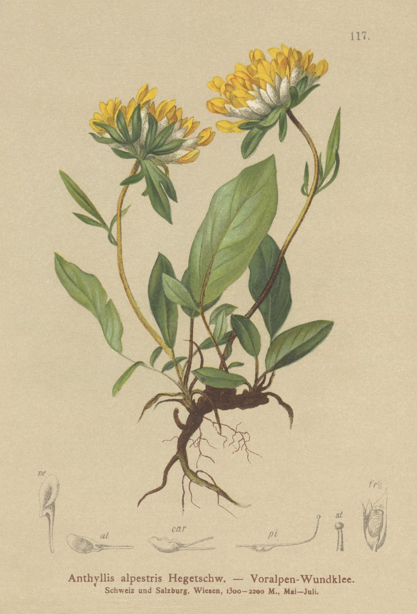 Ervilhaca de rim (Anthyllis alpestris, Anthyllis vulneraria var. Alpestris) de German School