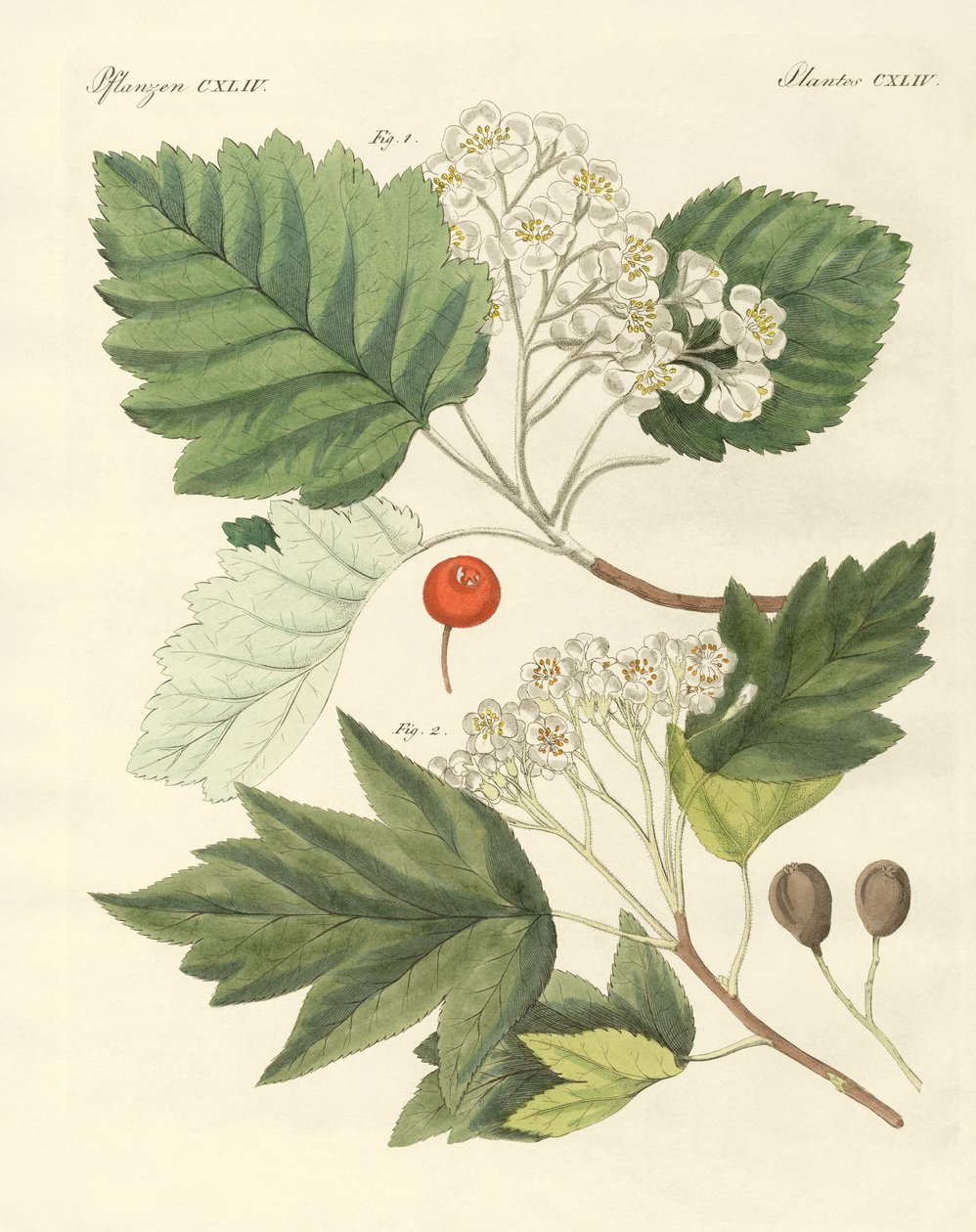 Tipos de madeira alemã (gravura colorida) de German School