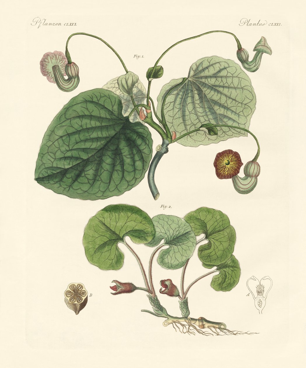 Tipos de plantas aristolíquias (gravura colorida) de German School