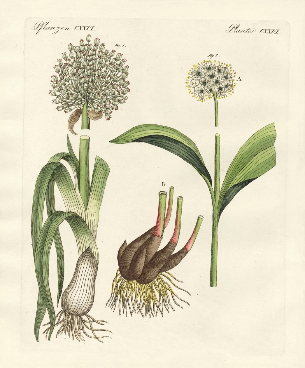 Tipos de alho-poró de German School