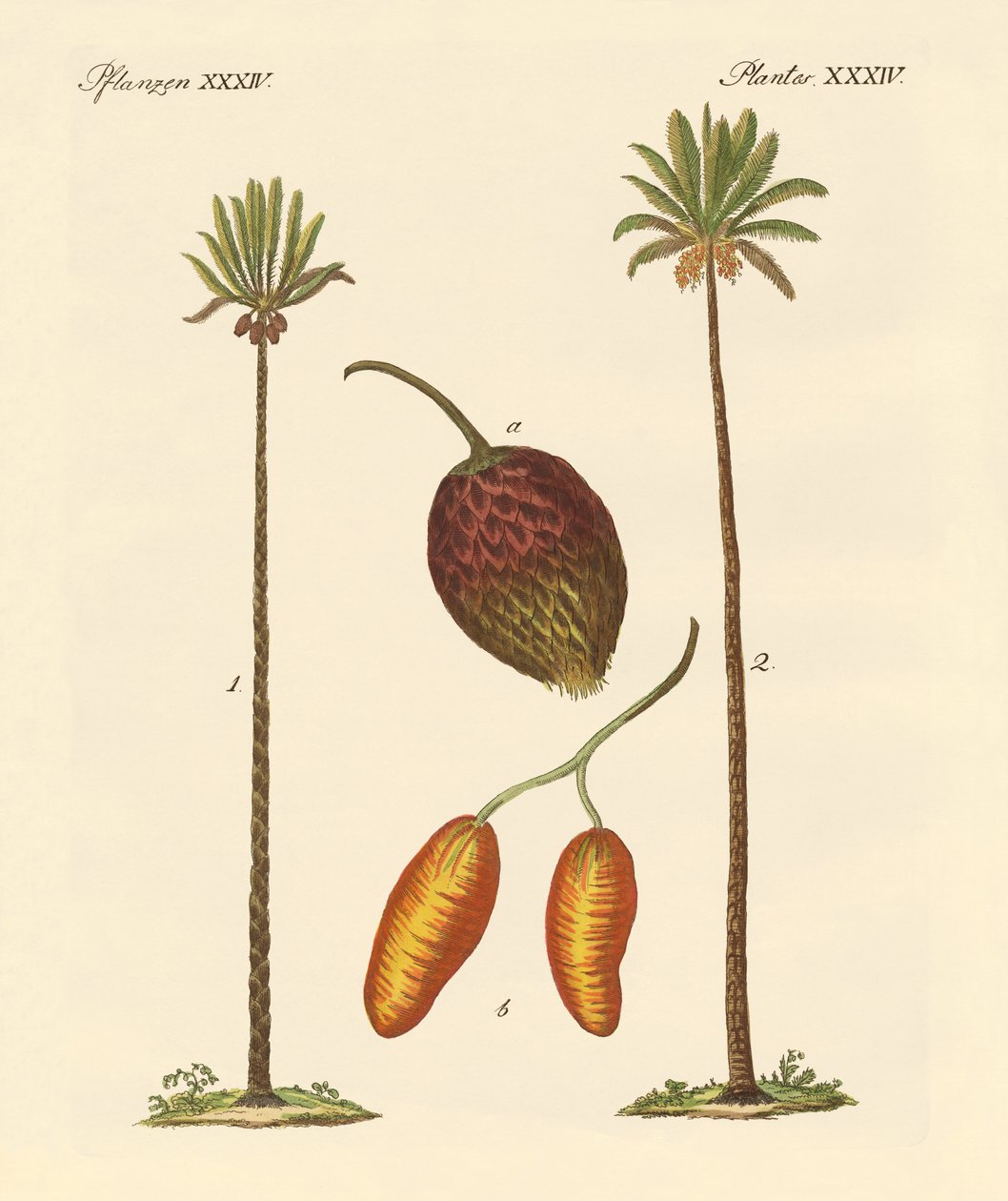 Tipos de palmas de German School