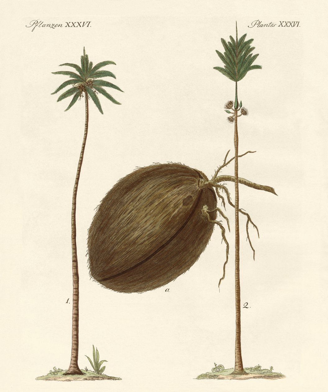 Tipos de palmas de German School