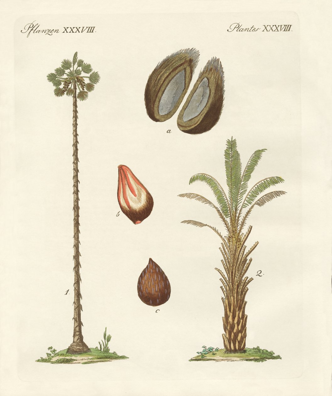 Tipos de palmas de German School