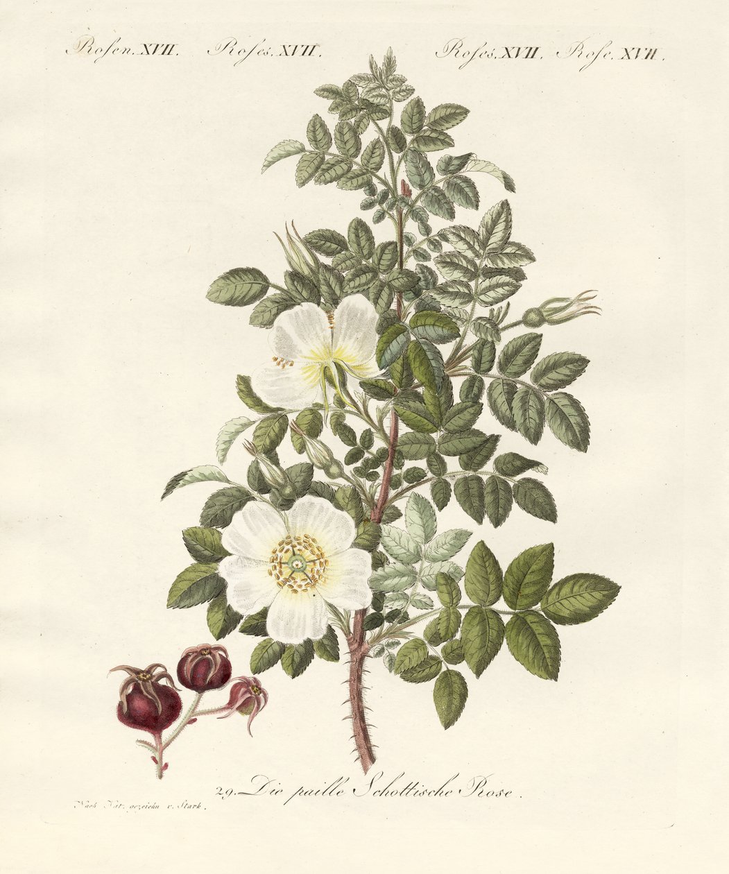 Tipos de rosas (gravura colorida) de German School