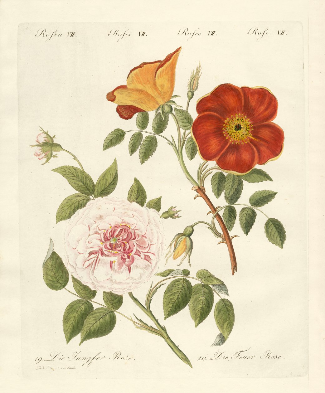 Tipos de rosas (gravura colorida) de German School