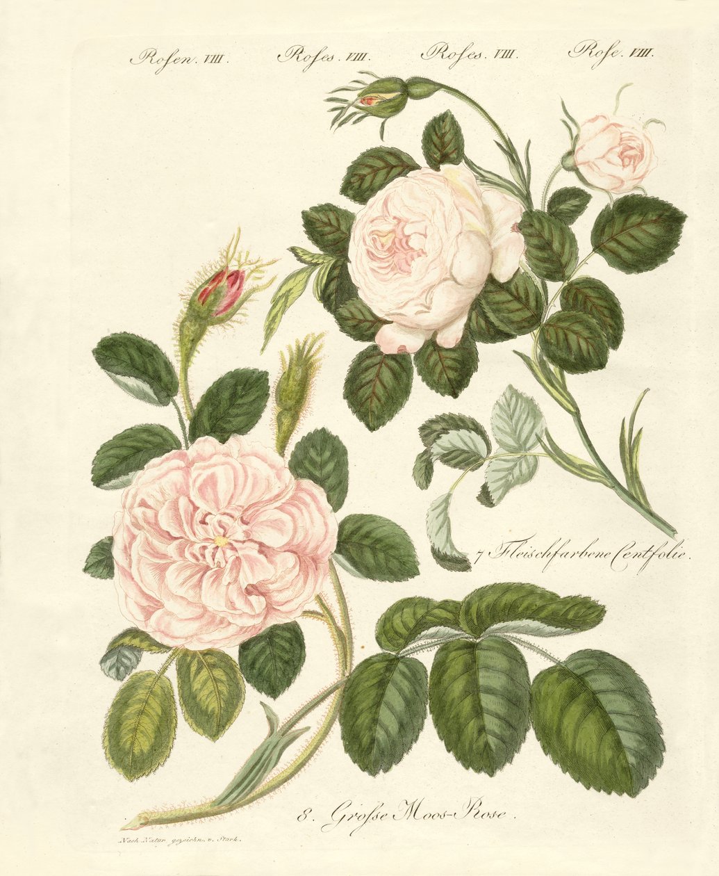 Tipos de rosas (gravura colorida) de German School