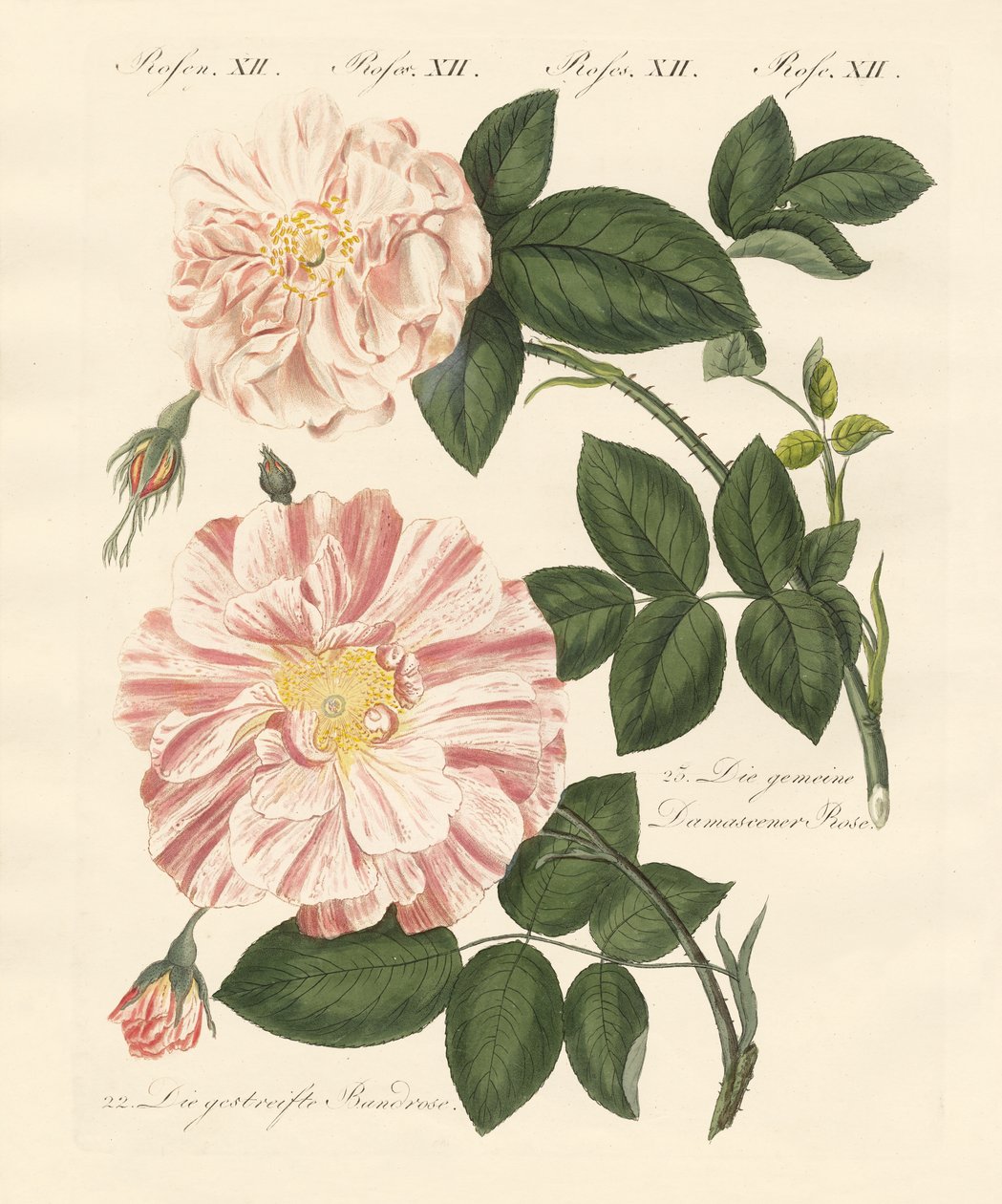 Tipos de rosas (gravura colorida) de German School