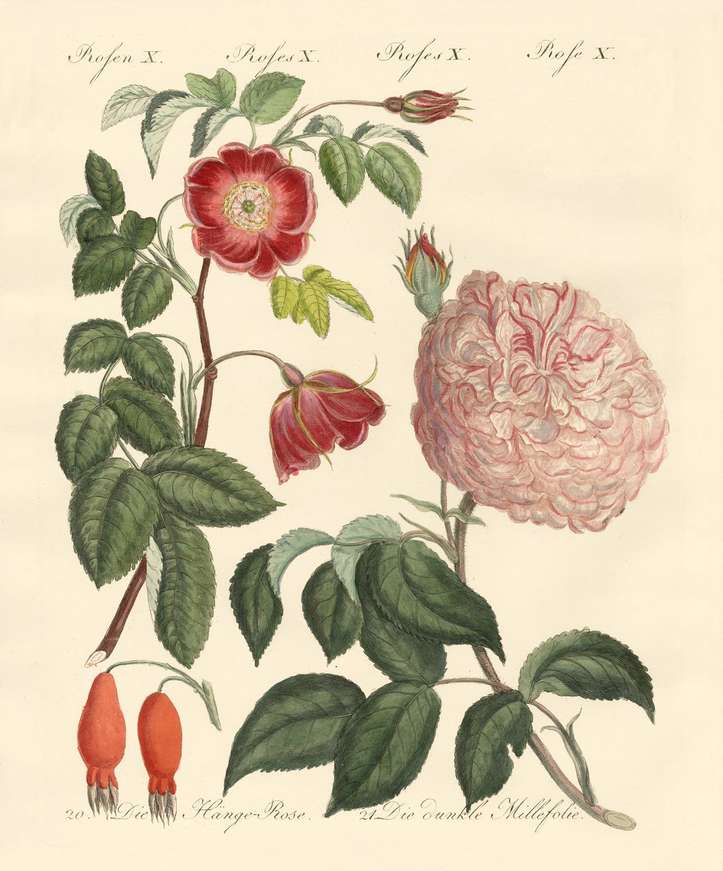 Tipos de rosas de German School