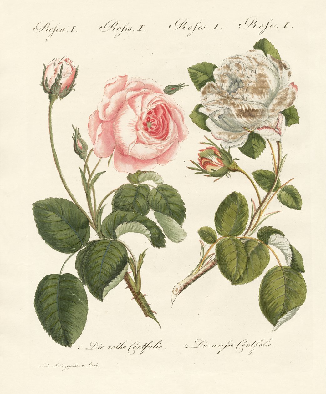 Tipos de rosas de German School