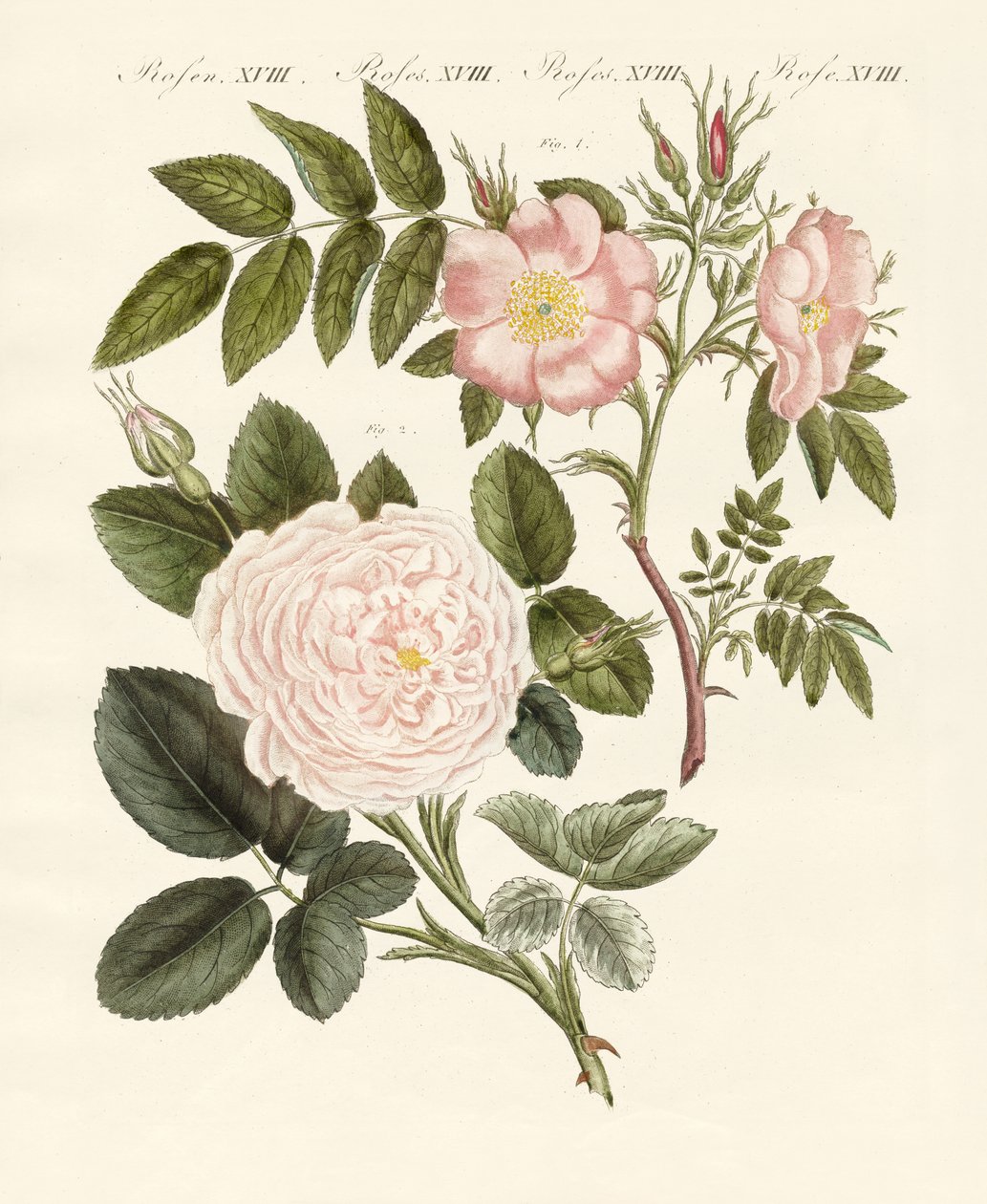 Tipos de rosas de German School