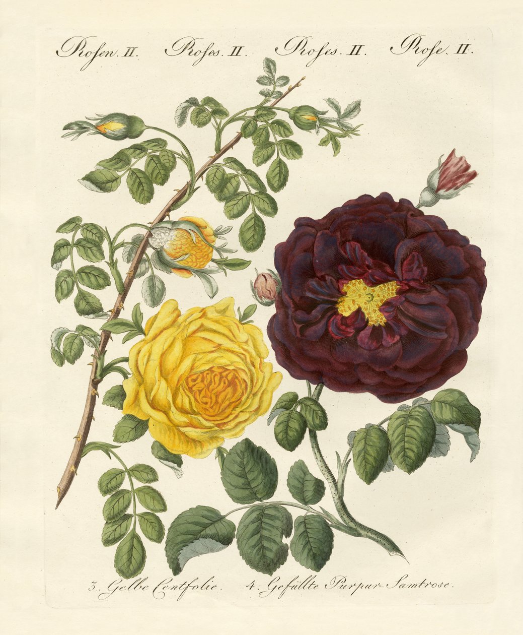 Tipos de rosas de German School