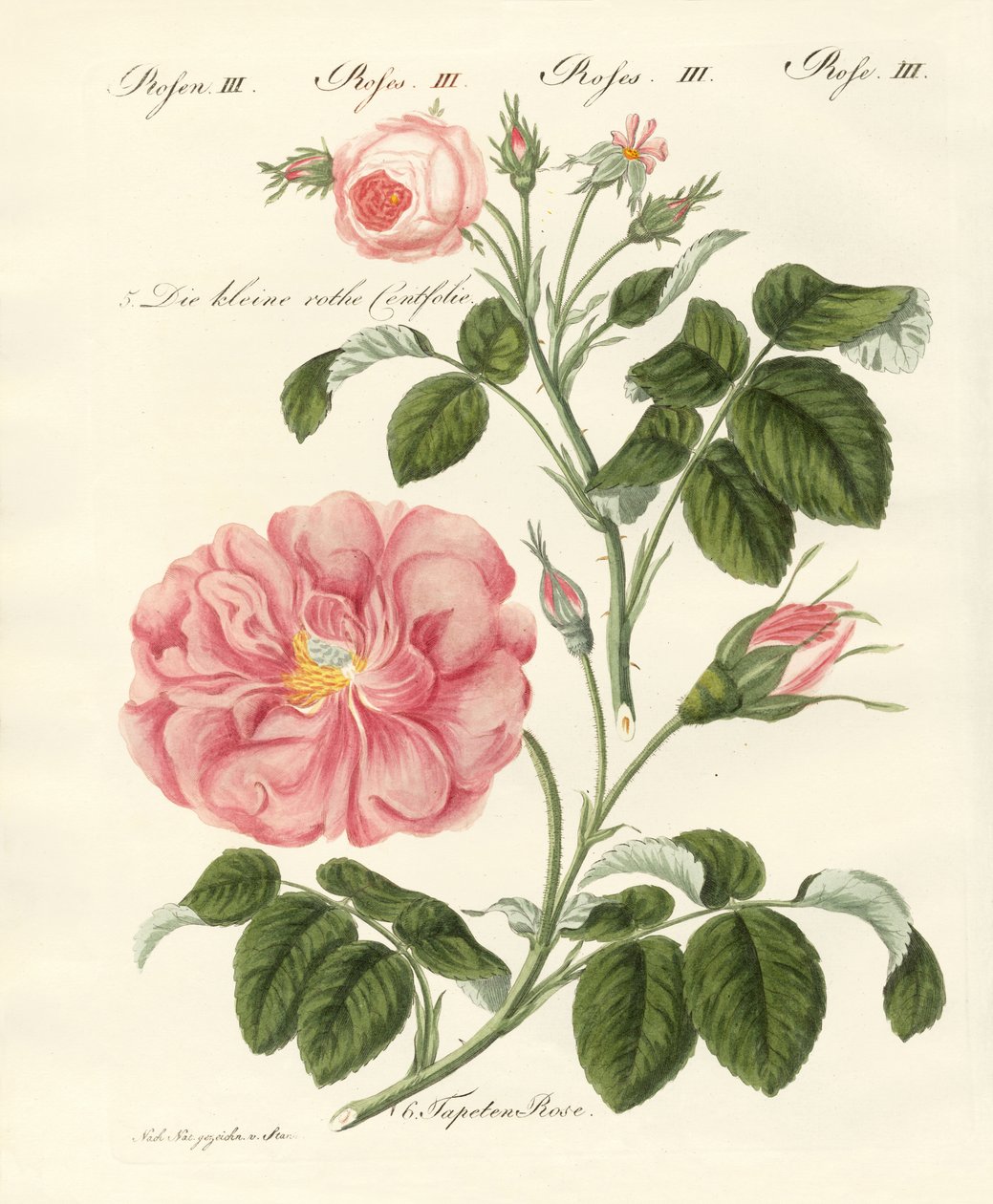 Tipos de rosas de German School