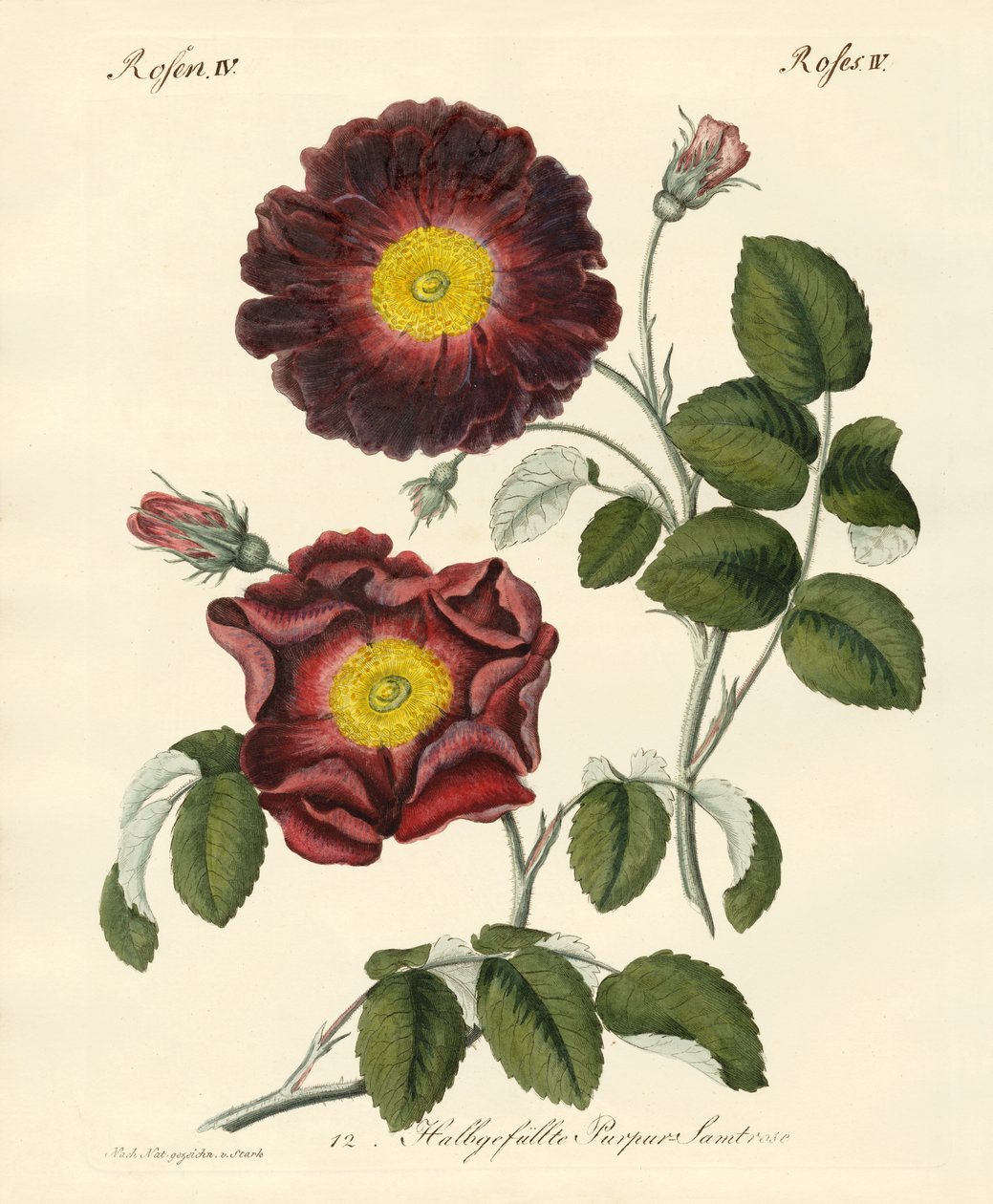 Tipos de rosas de German School