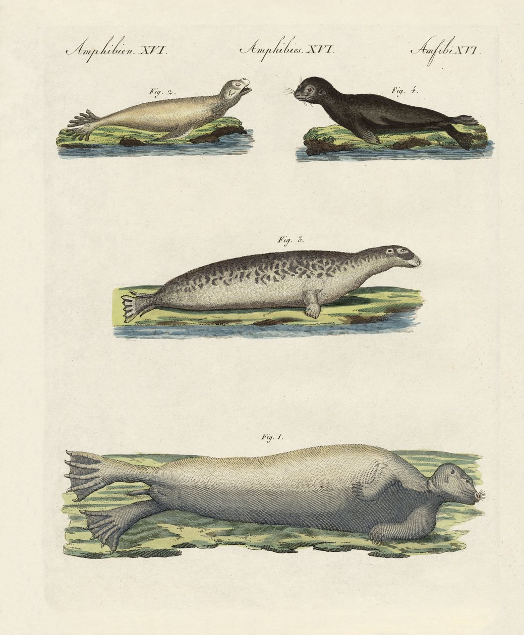Tipos de selos (gravura colorida) de German School