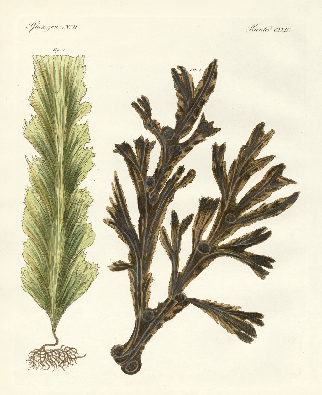 Tipos de algas marinhas (gravação colorida) de German School