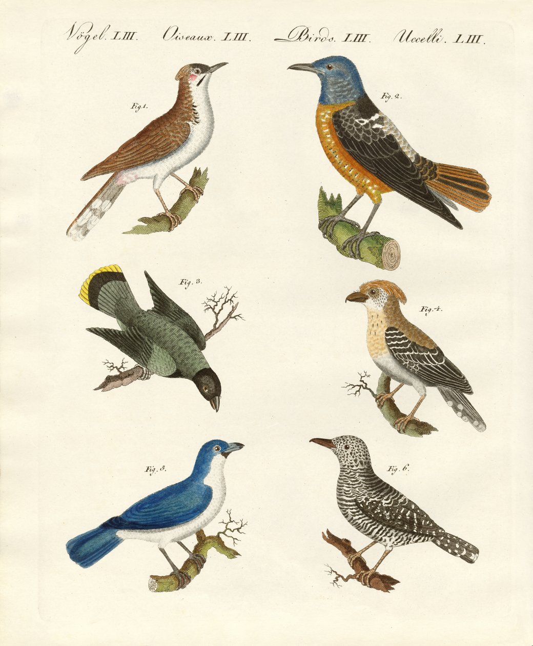 Tipos de shrikes - ou shrikes de dorso vermelho de German School