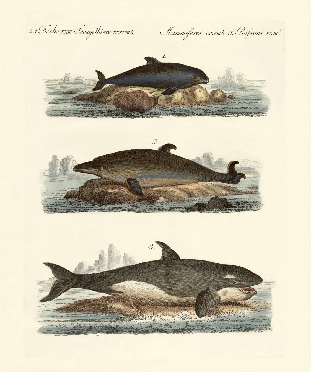 Tipos de baleias de German School