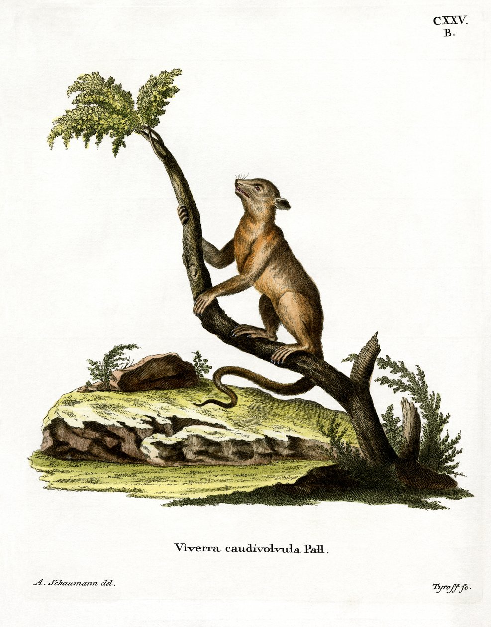 Kinkajou (gravura colorida) de German School