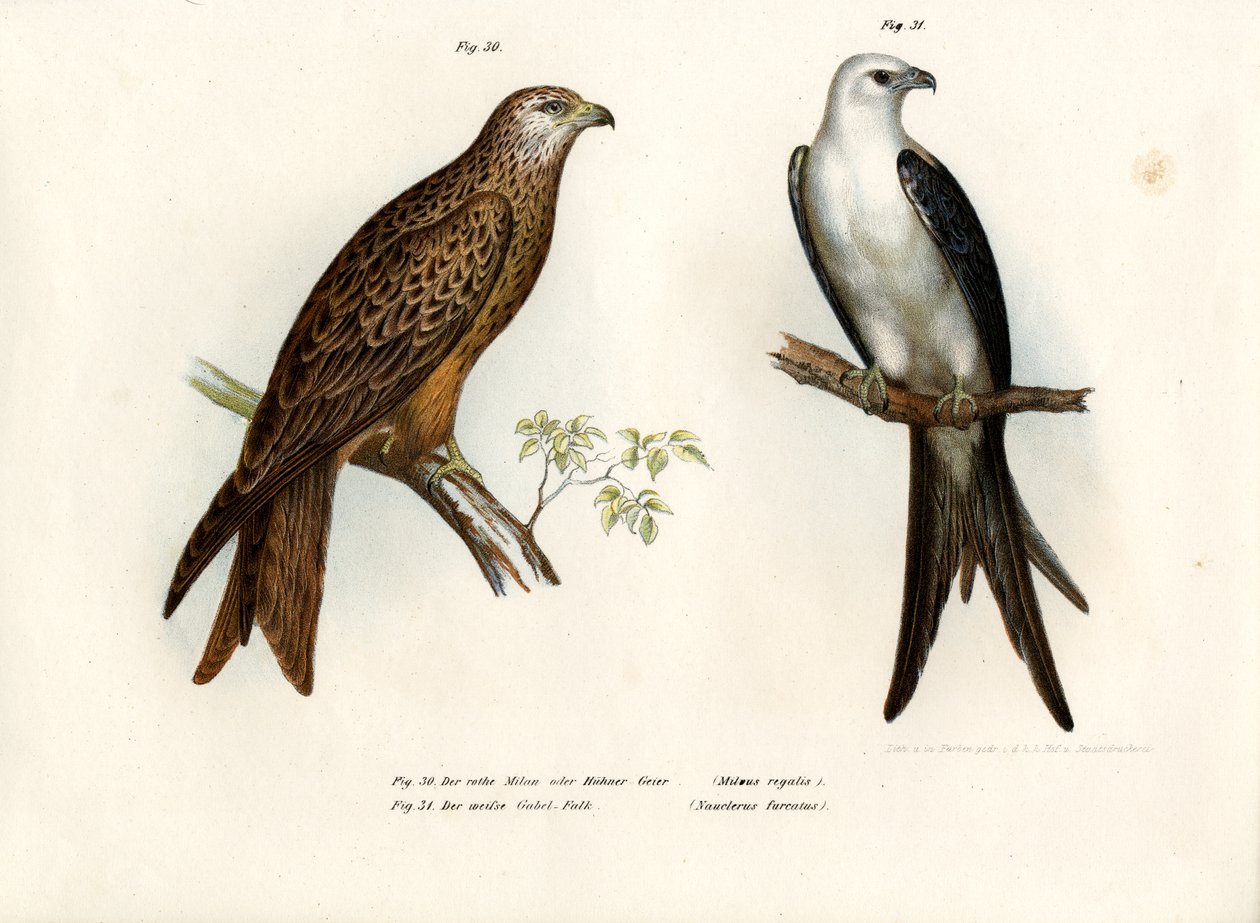 Kite, 1864 de German School