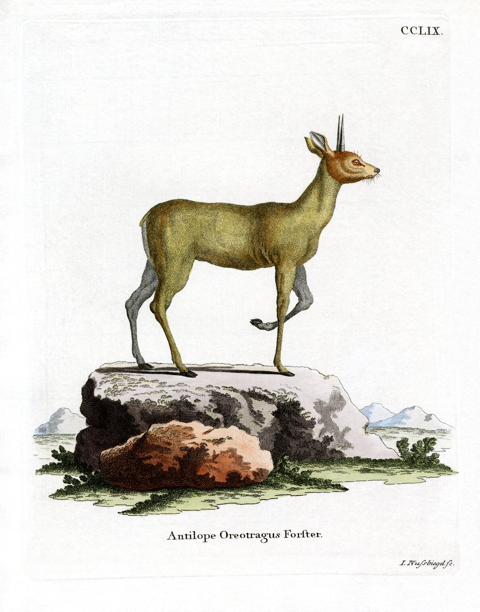 Klipspringer (gravação a cores) de German School