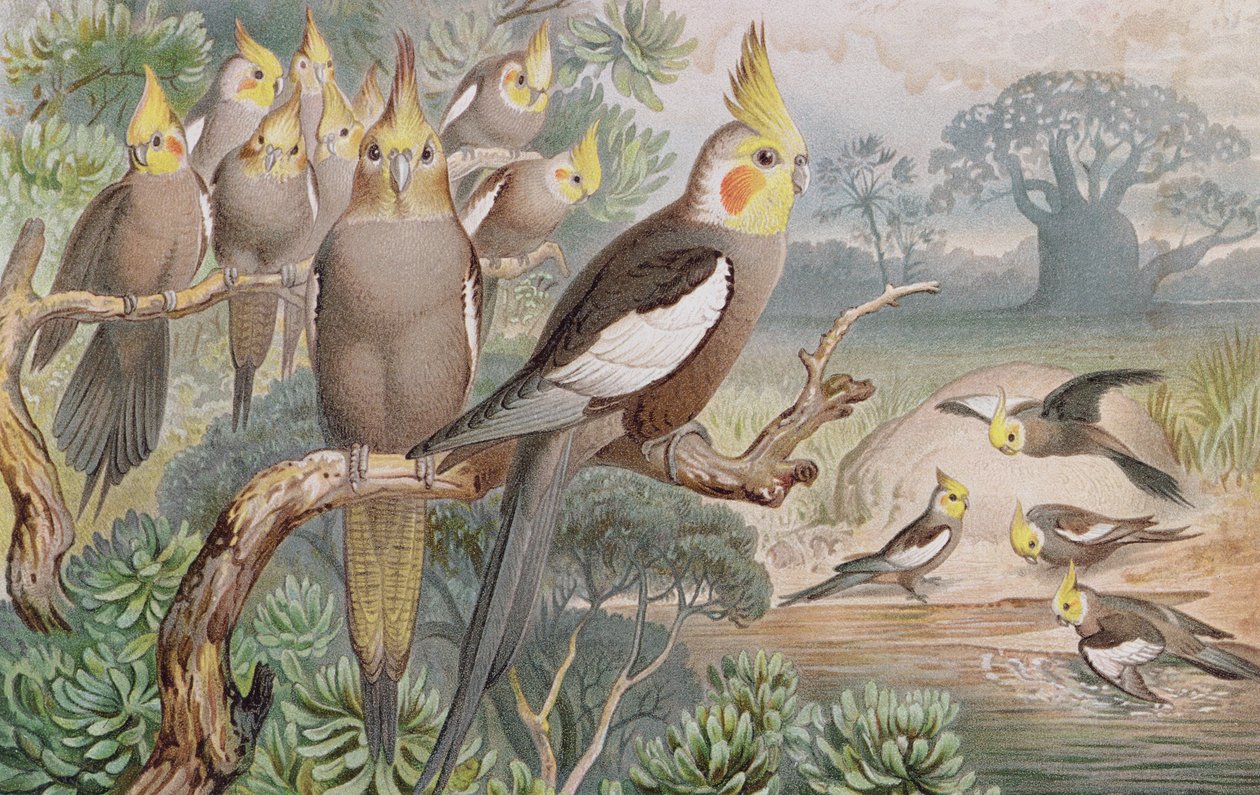 Kockatiel, prato da Vida Animal de Brehm: Conhecimentos Gerais do Reino Animal, vol.5, p.60, publicado pelo Instituto Bibliográfico, 1892 de German School