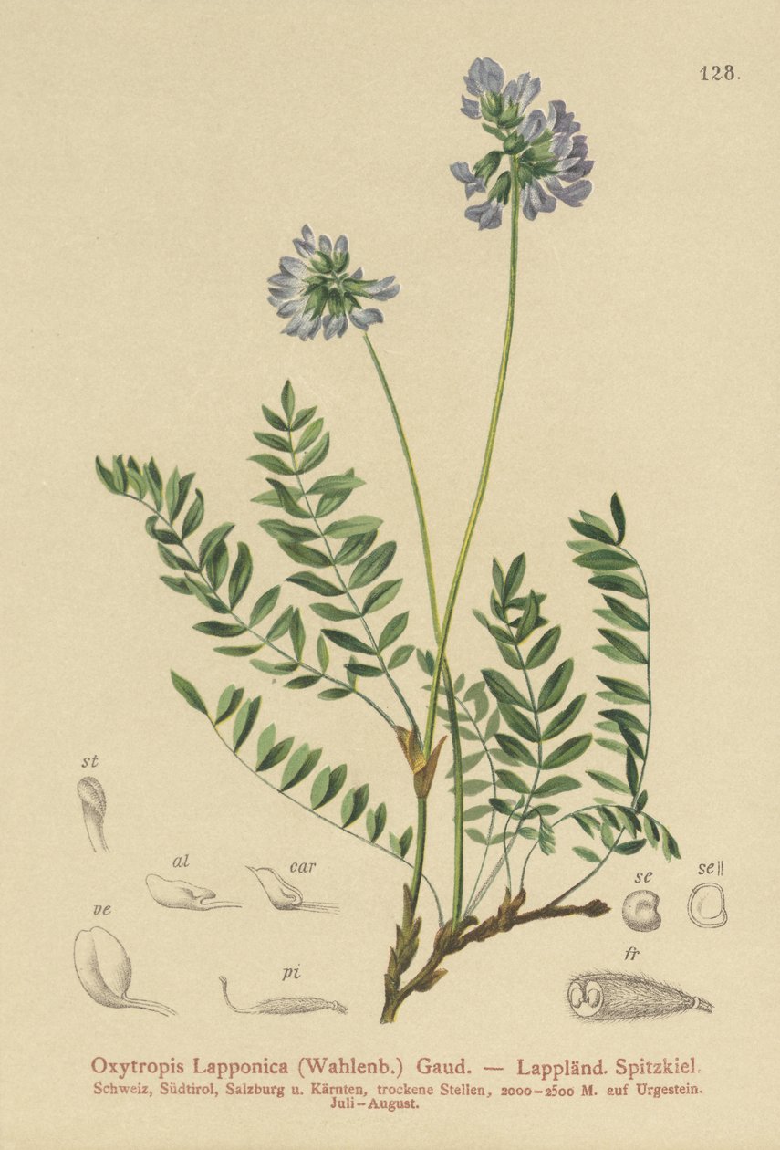 Leite-ervilhaca da Lapônia (Oxytropis Lapponica) de German School
