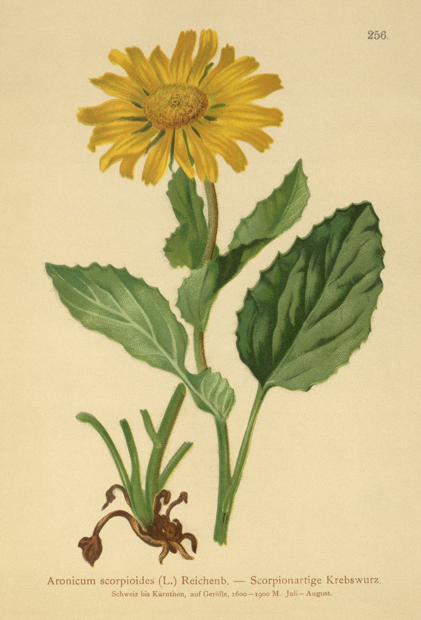 Leão-vermelho-grande-das-areias Bane (Aronicum scorpioides, Doronicum grandiflorum) de German School
