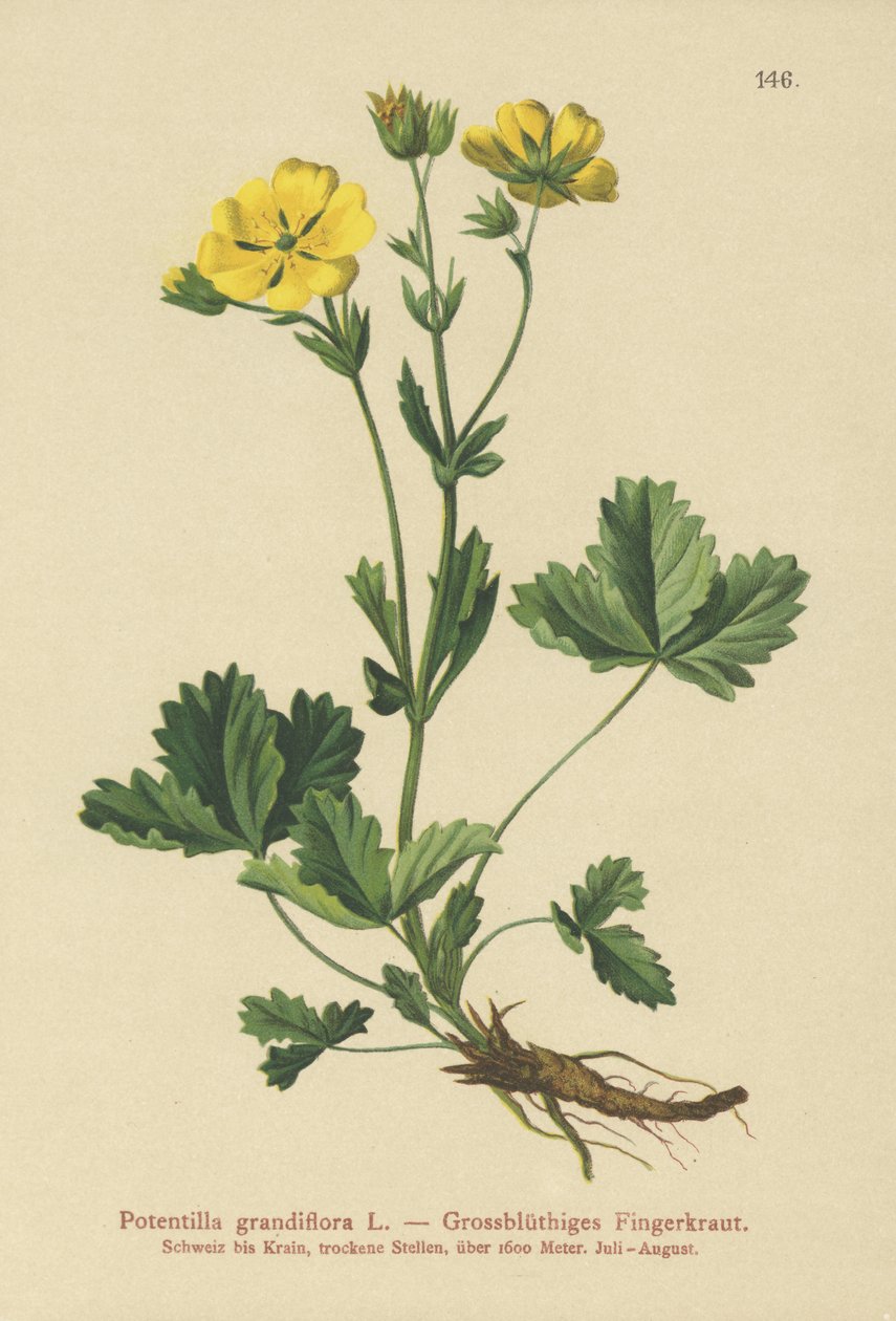 Potentilla de flor grande (Potentilla grandiflora) de German School