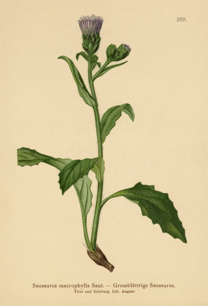 Erva de serra comum de folhas largas (Saussurea macrophylla, Saussurea alpina ssp. Macrophylla) de German School