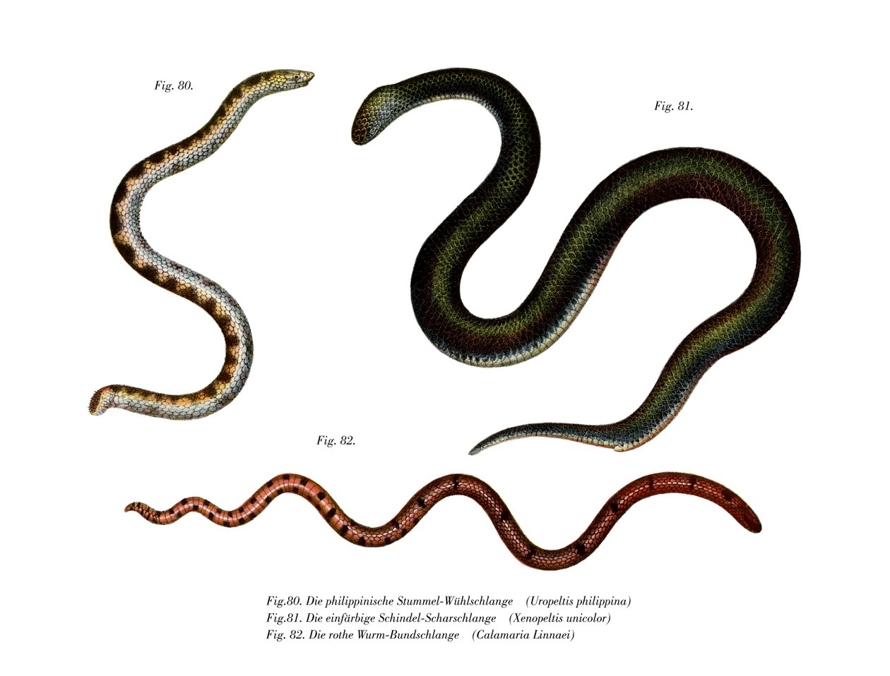 Cobra de cauda grande (cor litho) de German School