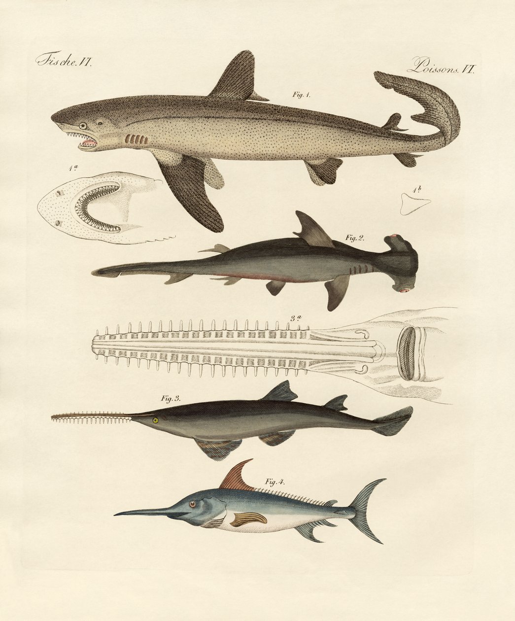 Grande peixe de rapina de German School
