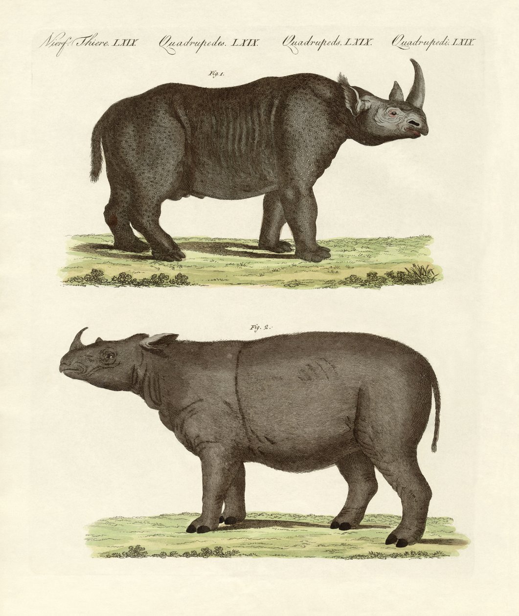 Grandes mamíferos de quatro pés (gravura colorida) de German School