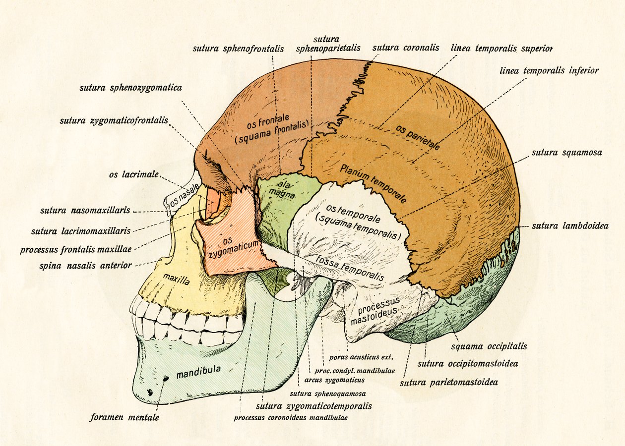 Diagrama Lateral dos Ossos do Crânio Humano de German School