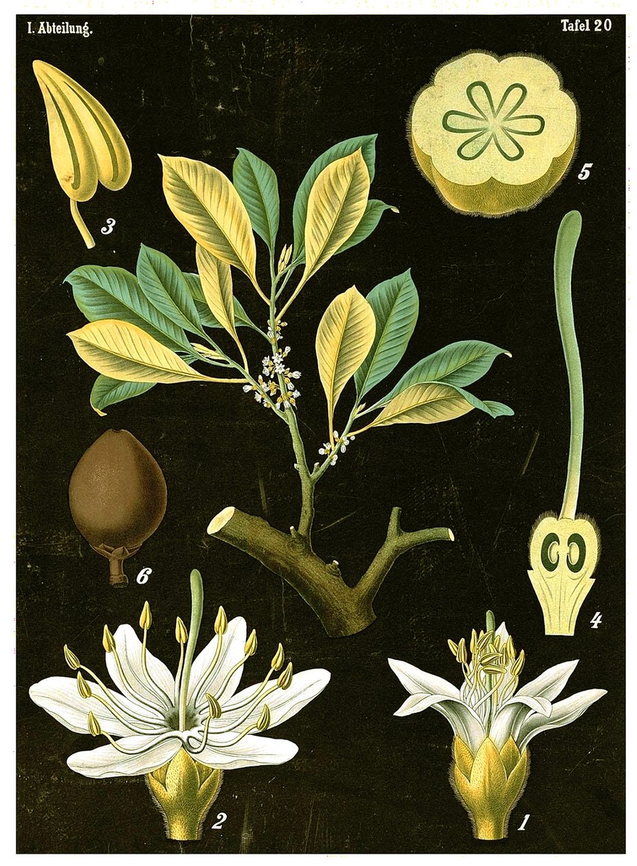 Látex (Palaquium gutta) c.1890 (cromolitógrafo) de German School
