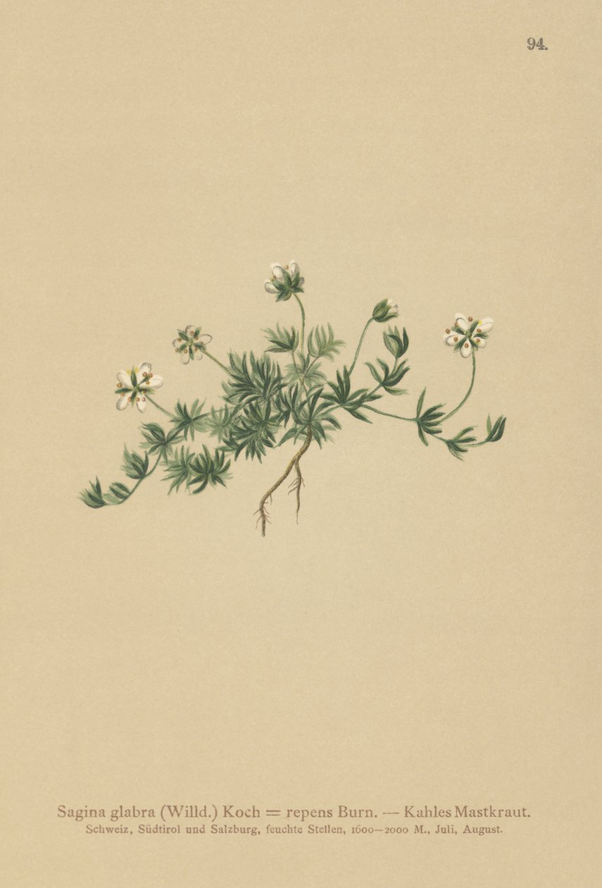 Pearlwort de relva (Sagina glabra, Sagina repens) de German School