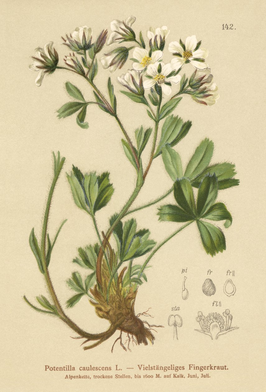 Cinquefoil frouxo (Potentilla caulescens) de German School