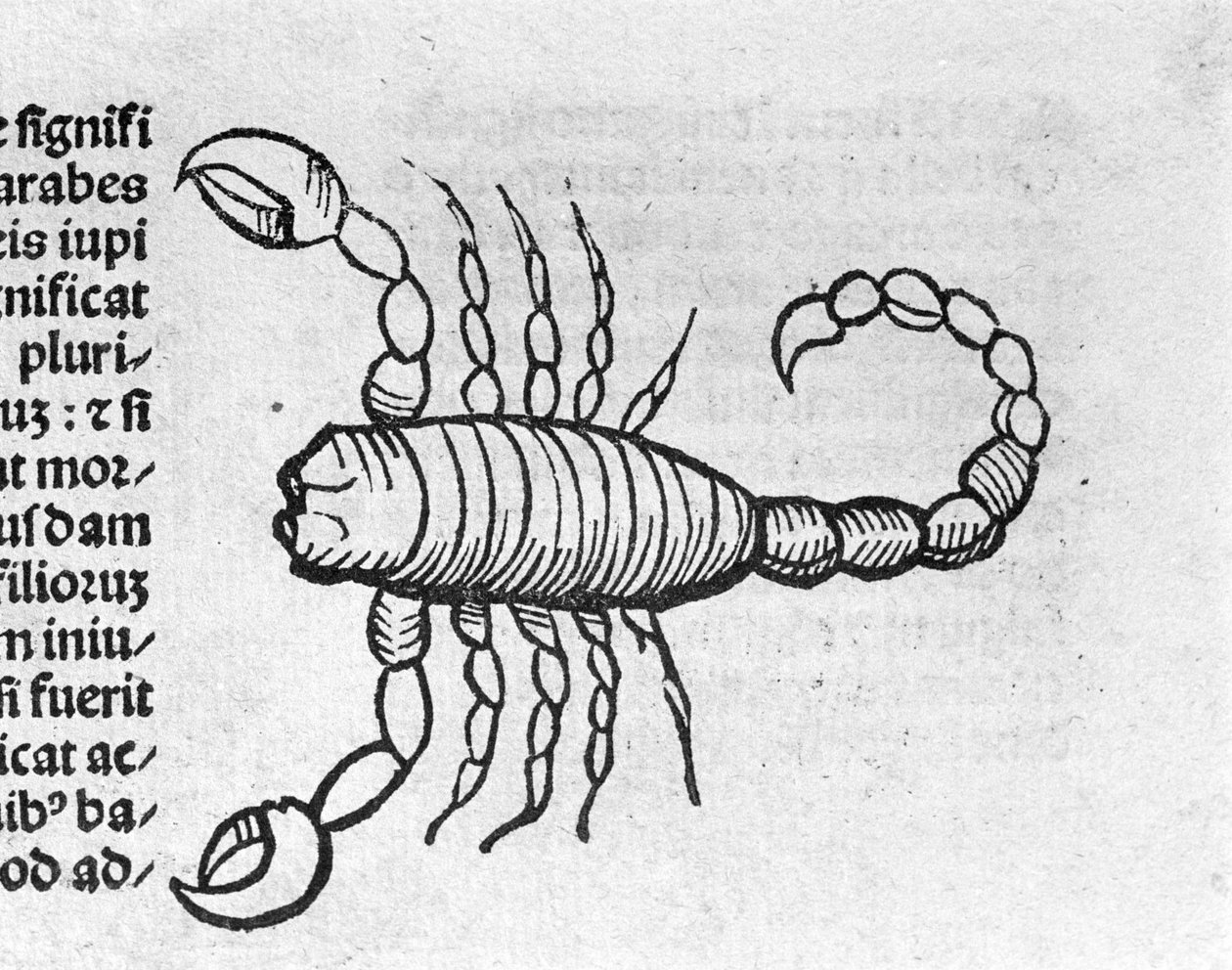 Le Scorpio - em Tratado por Johannes Angeli De Magnisconnectionibue annorum revolutionibus ac eorum pefectionibus. Augsburg, Erhard Ratdolt de German School