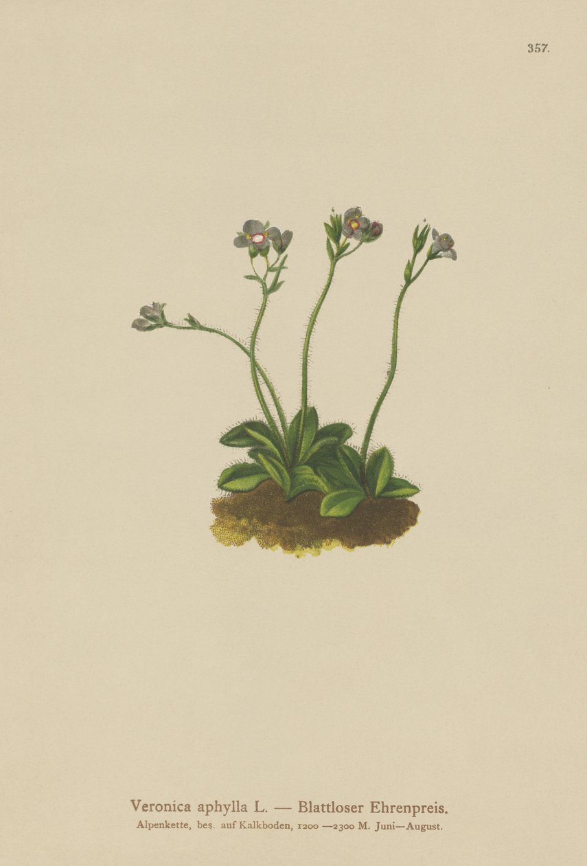 Speedwell com folhas sem folhas (Veronica aphylla) de German School