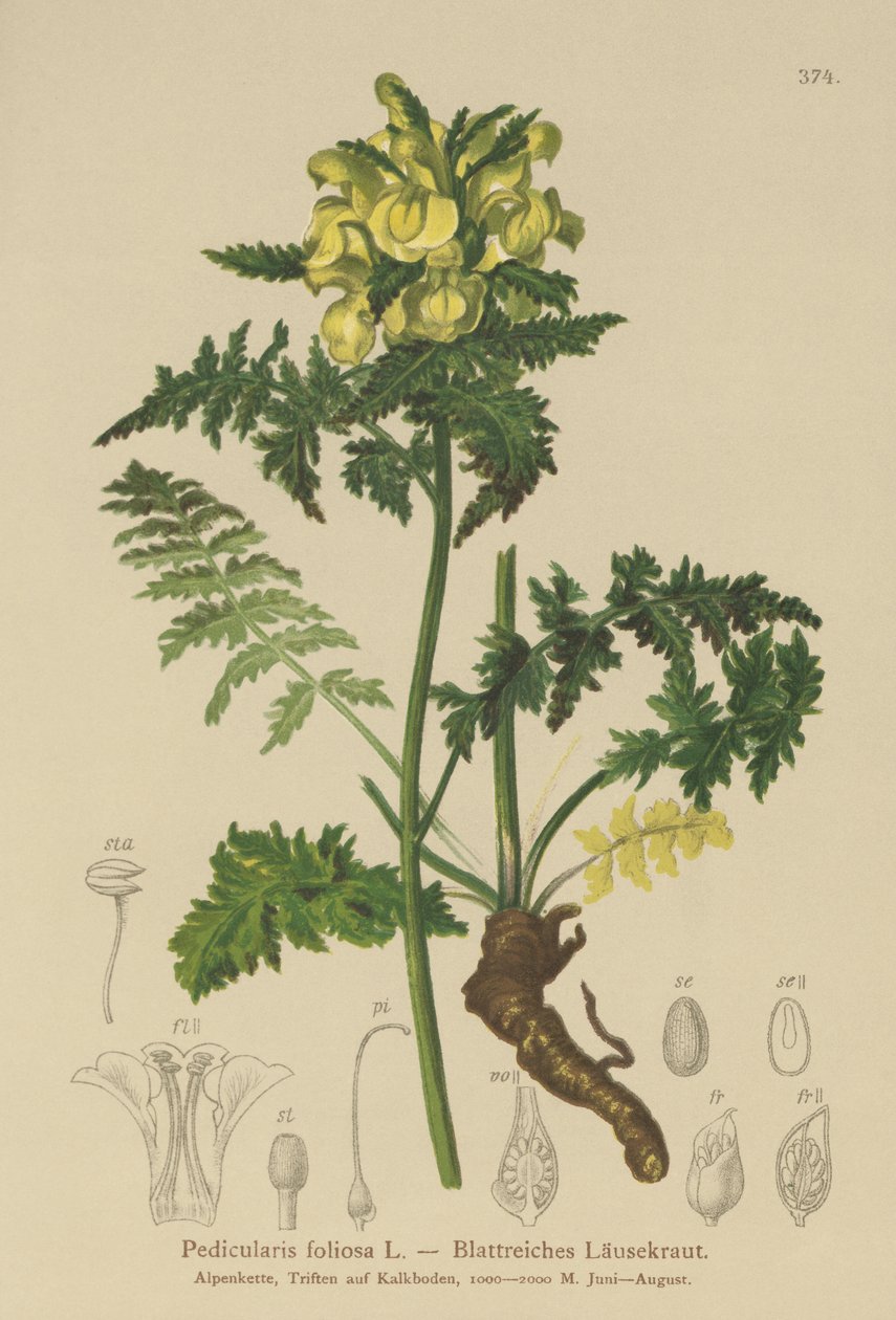 Lousewort frondoso (Follicular folicular) de German School