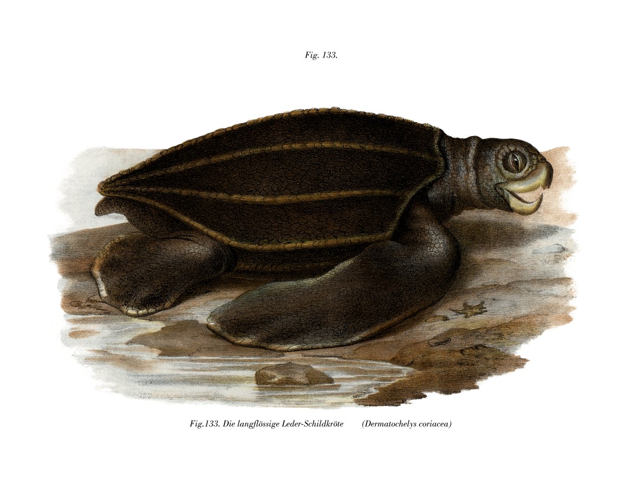 Leatherback Seaturtle (cor litho) de German School