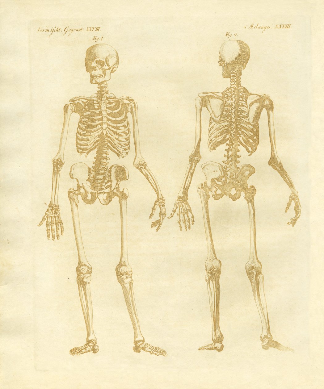 Estrutura de pernas de corpos humanos de German School