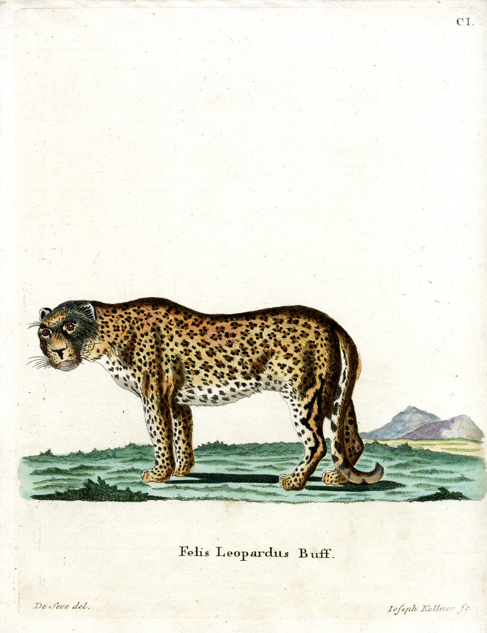 Leopardo (gravura colorida) de German School