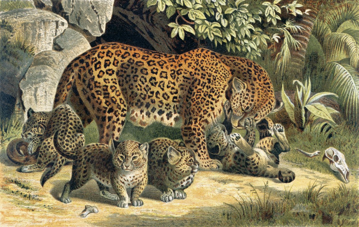 Leopard, registro de Brehms Tierleben: Allgemeine Kunde des Tierreichs, vol.1, p.463, publicado pelo Bibliographisches Institut, 1890 de German School