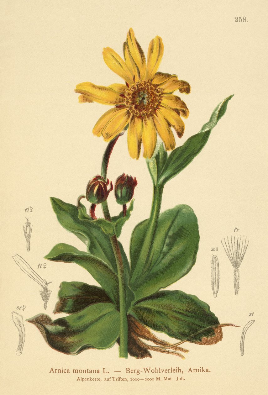 Leopardos-bane (Arnica montana) de German School