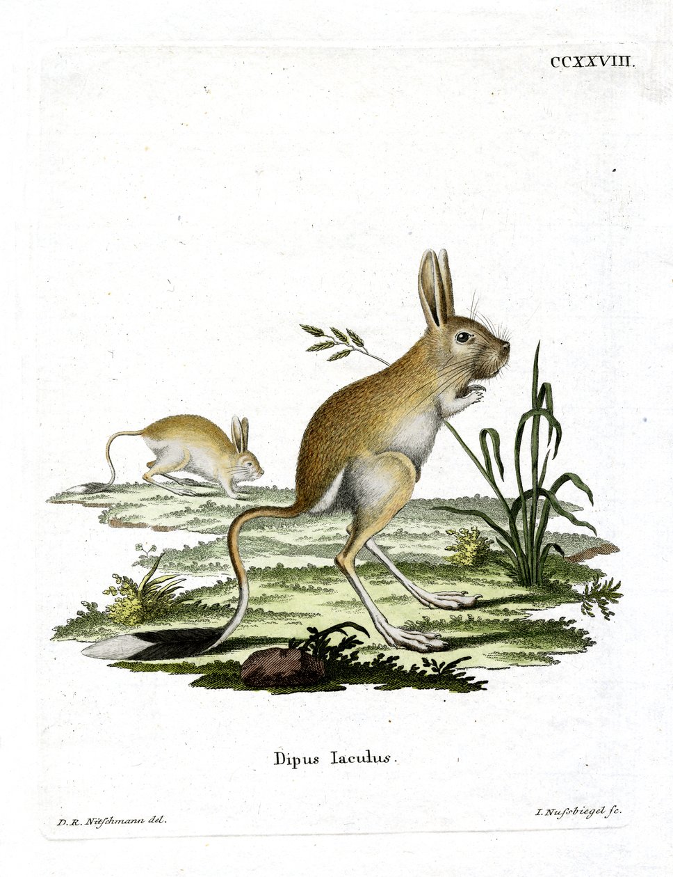 Menor Jerboa egípcia (gravura colorida) de German School