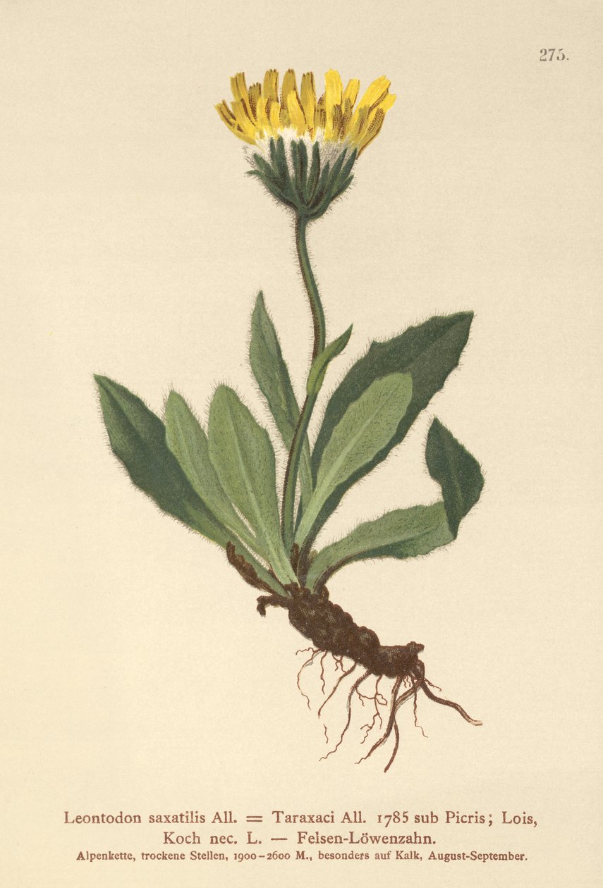 Hawkbit Menor (Leontodon saxatilis, Leontodon Taraxaci) de German School