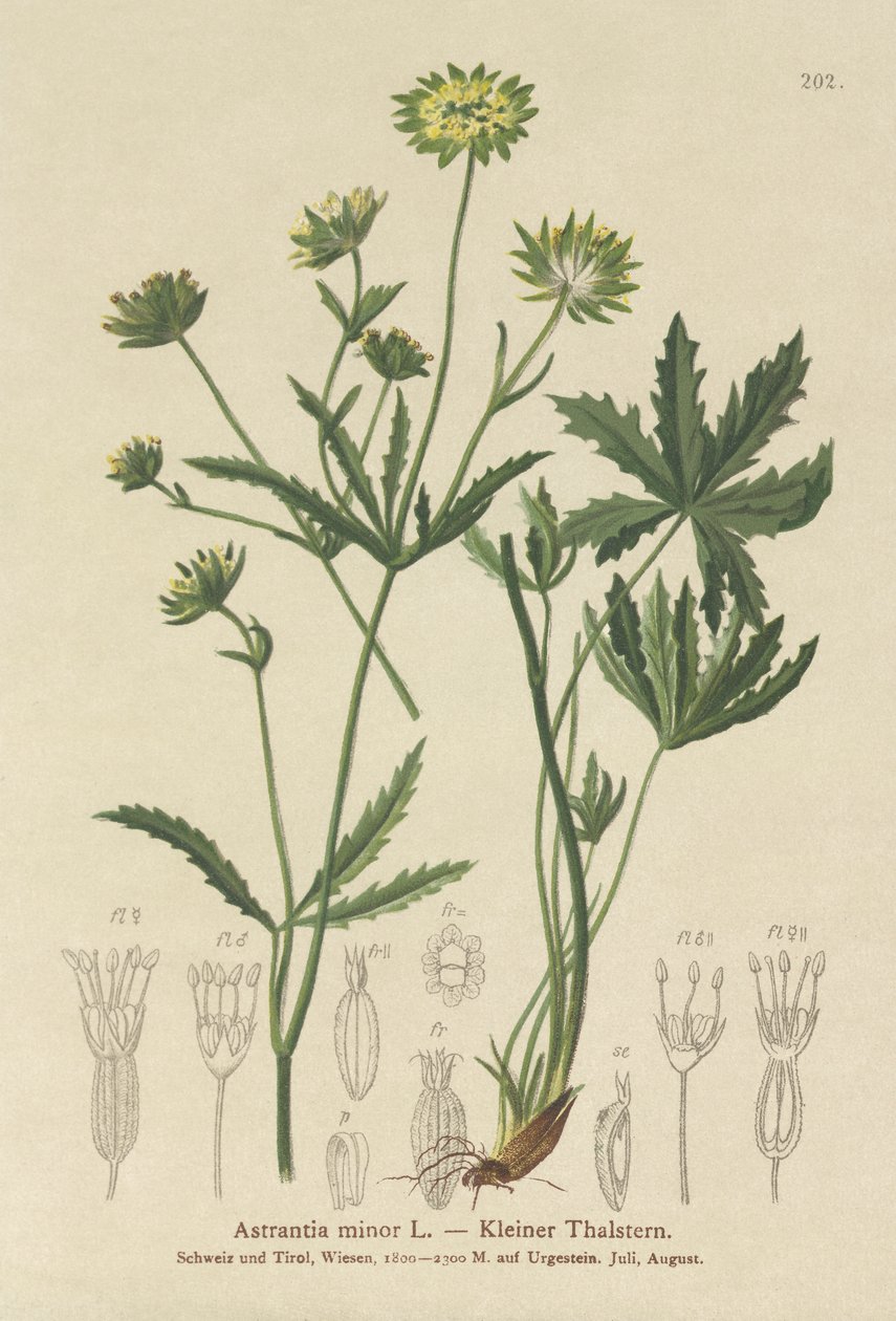 Lesser Masterwort (Astrantia minor) de German School