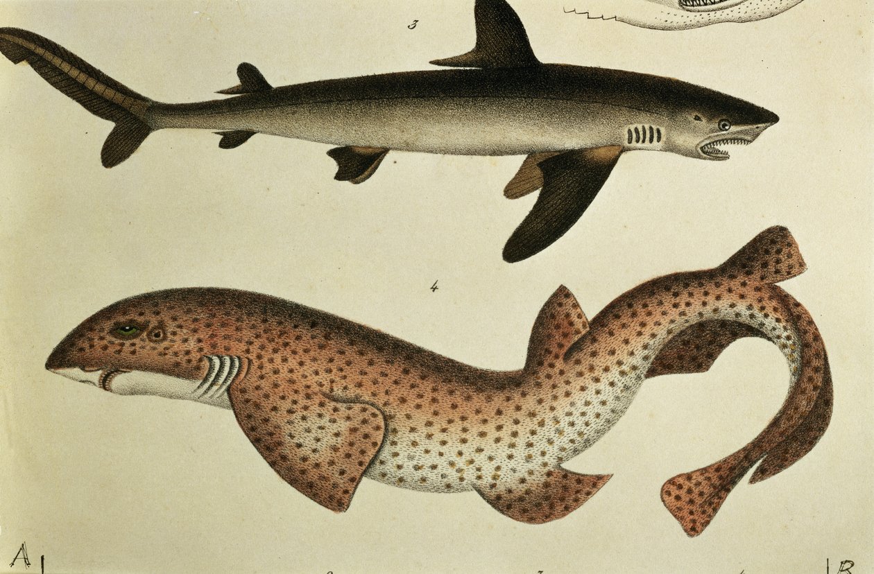 Cão-Peixe-pequeno-malhado, Pl. 93 de &39;História Natural e Figura de Peixe&39; por HR Schinz, 1836 de German School