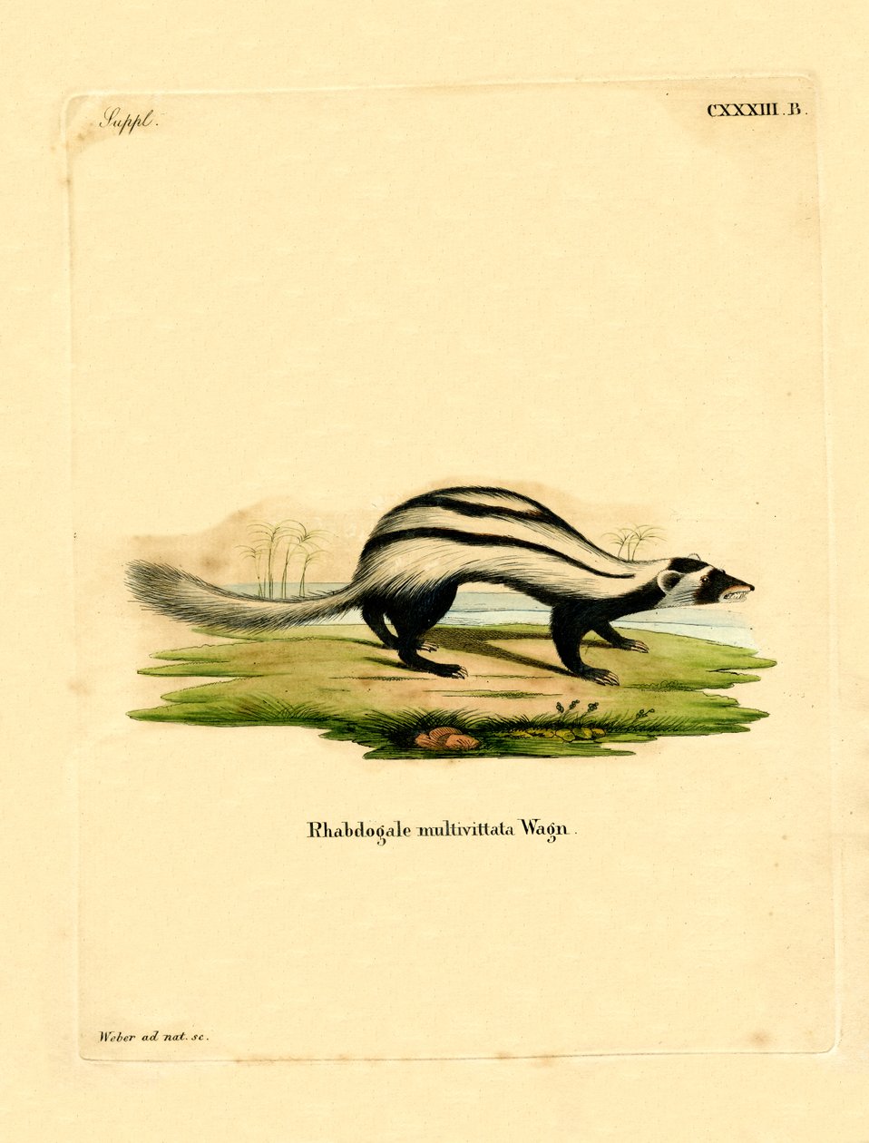 Libyan Striped Weasel (gravura colorida) de German School